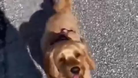 Cute and Funny Dog Videos