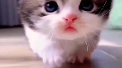 cute kitten 😍🥰😍#shorts #cutekittensmeowing#cat