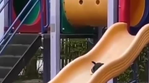 cat playing on slippery slide