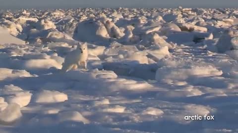 A Walk in the Arctic for Kids - Educational Video for Early Learners