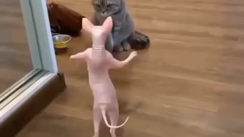 Cute cat dances in a funny way