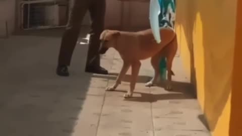 The policeman saved the dog