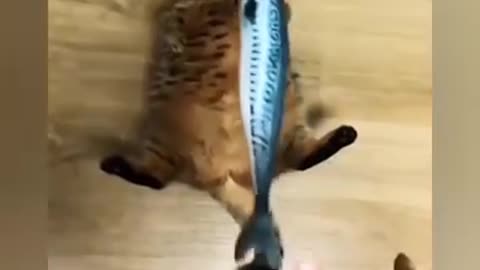 Cat's Funny videos meow videos