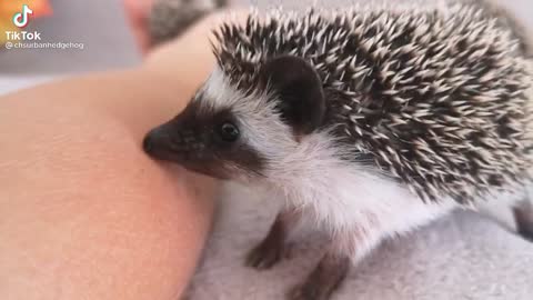 Baby Hedgehog biting me
