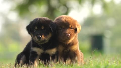 Puppies