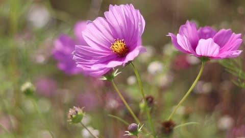 Cosmos flowers