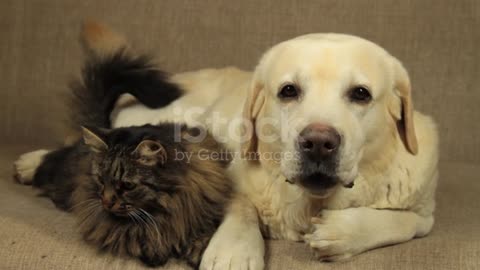 Cat and dog playing together