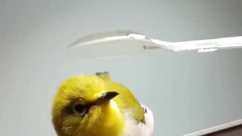 How to Spoon a Birb