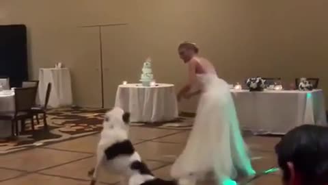 Doggo’s first dance