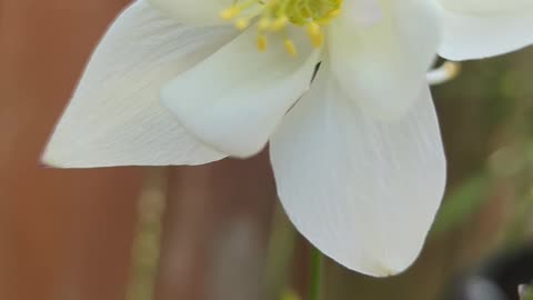 White aquilegia