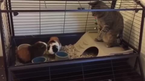😂101 SUPER Weird Cats | AFV Funniest Cat Videos