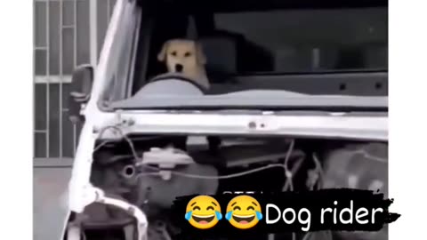 Heavy driver dog Viral funny video 🤣🤣