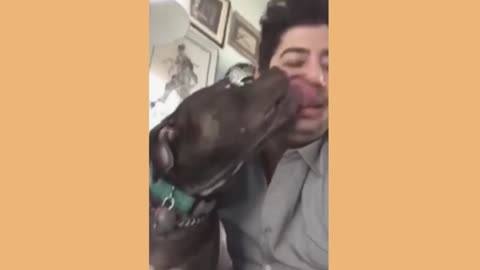 Viral animals - A very funny compilation of dog videos, you will definitely like them