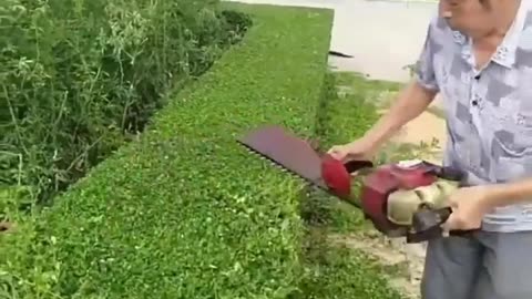 Satisfying hedge trimming - Hedge trimming