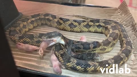 How Does a 2 Headed Snake Eat #shorts #viral #shortsvideo #video