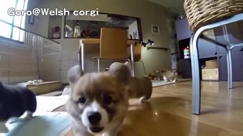 These Hilarious Slow-Mo Corgi Puppies Will Make You Laugh & Smile!