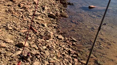 Catching Giant Lake Trout! #fishing #trout #rainbow #lake