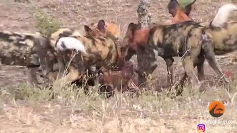 Wild Dogs v Impala