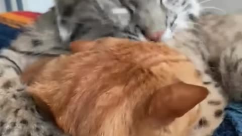 Bobcat hugging his house cat friend!