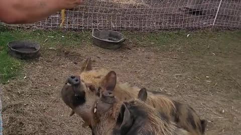 Pigs sitting for a treat.