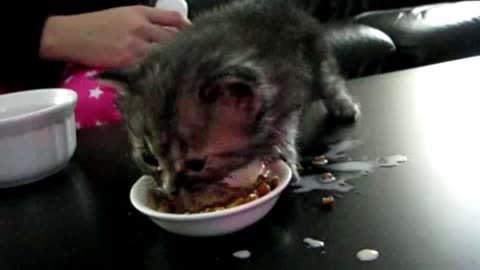 Tiny Kitten Tries to Eat From Bowl But Keeps Slipping