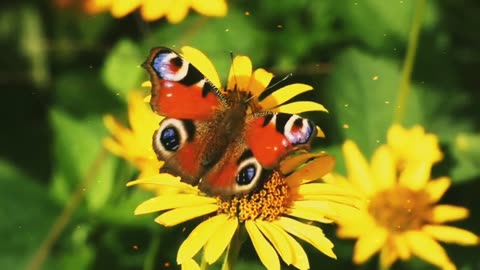 Butterfly on Real Natural flower Real Little Butterfly video