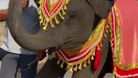 Amazing Dancing Elephant enjoyed music🐘🐘 like a human