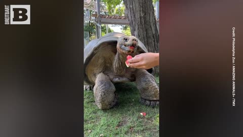 JUICY! 99-Year-Old Tortoise Chows Down on Watermelon at Philadelphia Zoo