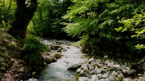 Tranquil Forest Stream Sounds with Birds for Calm Relaxation and Unwinding - 1 Hour 37 Minutes