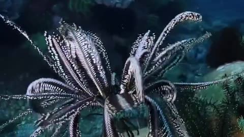 "Dancing with Crinoids: Embracing the Graceful Choreography of Feather Starfish"