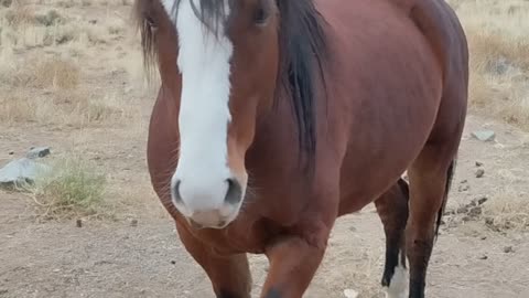 Aiko's sire, Mingo, quarter horse