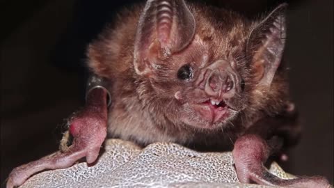 Interesting Facts About Weird Square Bats