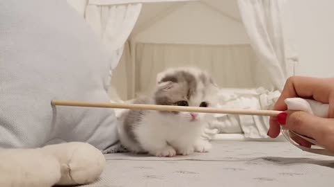 Kitten playing with dolls