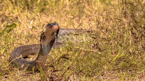 Cobra Kings of the Desert: Secrets Unveiled