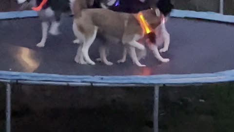 Trampoline Party for Glowing Husky Pack