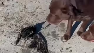 Fur Children Find Injured Crow