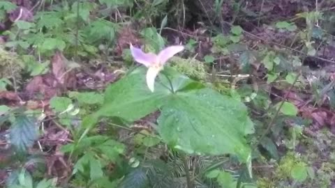 Small Fry Lake Trail