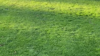 Whippet Zoomies at Seeing Her Friend