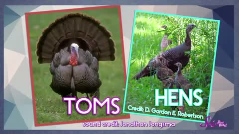 Fun Facts About Turkeys! | Fall Science | Holiday Science | SciShow Kids