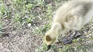 Tow geese families on Edmonton lake