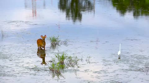 Beautiful deer drinking water