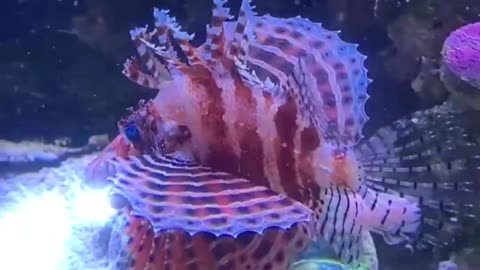 Lionfish Care Guide in Under A Minute