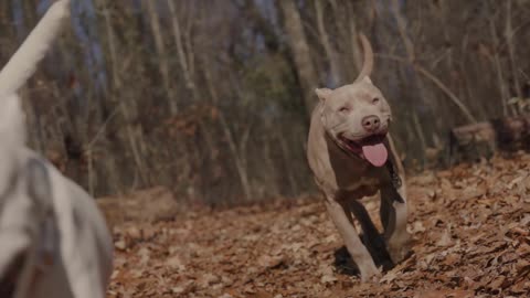 Pit bull: The American Pit Bull Terrier.