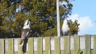 Kookaburras Laughing