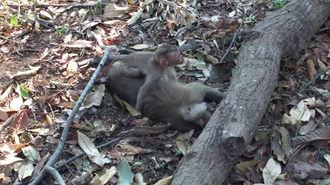 Baby Monkey Mourns The Loss Of His Mother