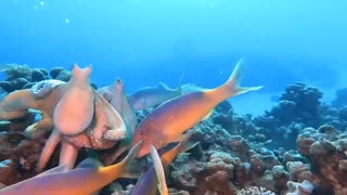 Amazing sea blue waters fish