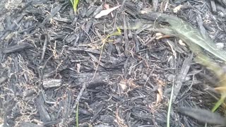 "Nutsedge" In Lawn Or Mulch?