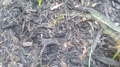 "Nutsedge" In Lawn Or Mulch?