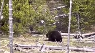 Animal: bear attacks bear