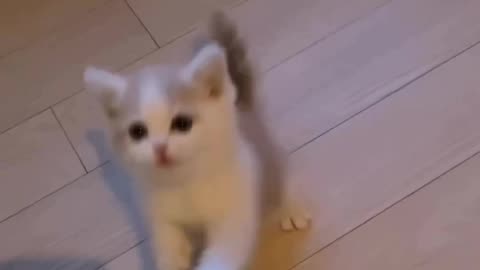 Cats | Funny cat | Cute cat | cat videos